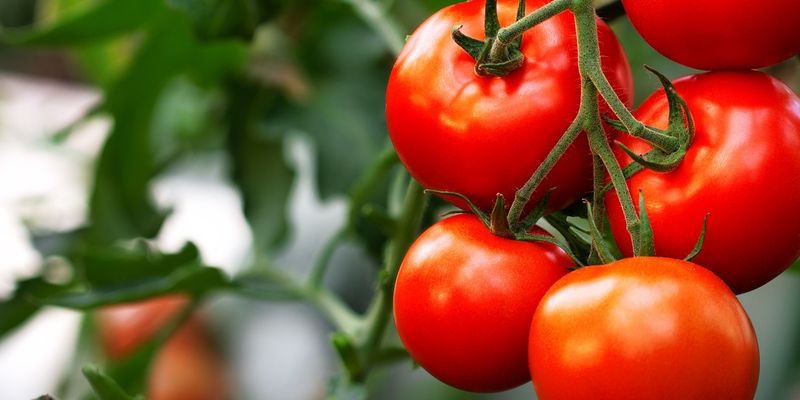 South Africa Fresh Tomato market overview 2024