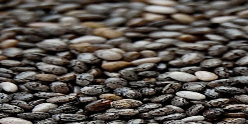 paraguay chia seeds, paraguay chia seeds Suppliers and Manufacturers at