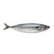 Frozen Mackerel