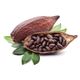 Cocoa Bean
