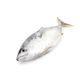 Frozen Skipjack Tuna