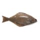 Frozen Halibut