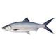 Frozen Milkfish