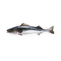Frozen Sablefish