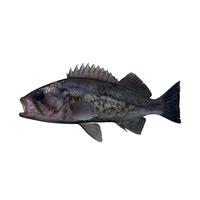 Frozen Rockfish