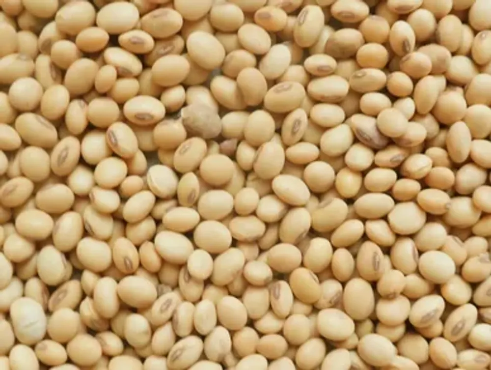 Soya Beans from Chairman Export Company in Nigeria Find Suppliers