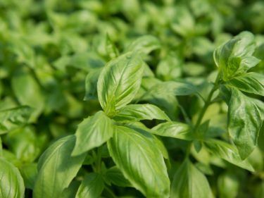 Basil from 미국 supplied by Mariposa Farms, Inc. - Green 바질