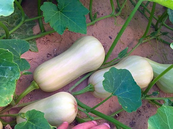 Butternut Squash from 포르투갈 supplied by Zimbralecrim - Conventional Type 스쿼시