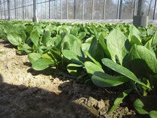 Spinach from Germany supplied by BioHof Borghoff - Green Fresh Spinach