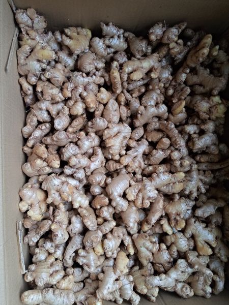 Ginger from 우간다 supplied by Fresh From Uganda Ltd - Washed 통생강