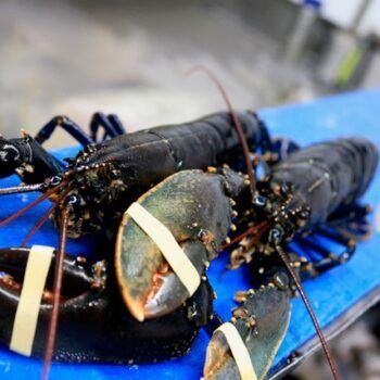 Lobster 1kg from Ireland supplied by Doyles Seafood - Hard Shell Fresh Common Lobster