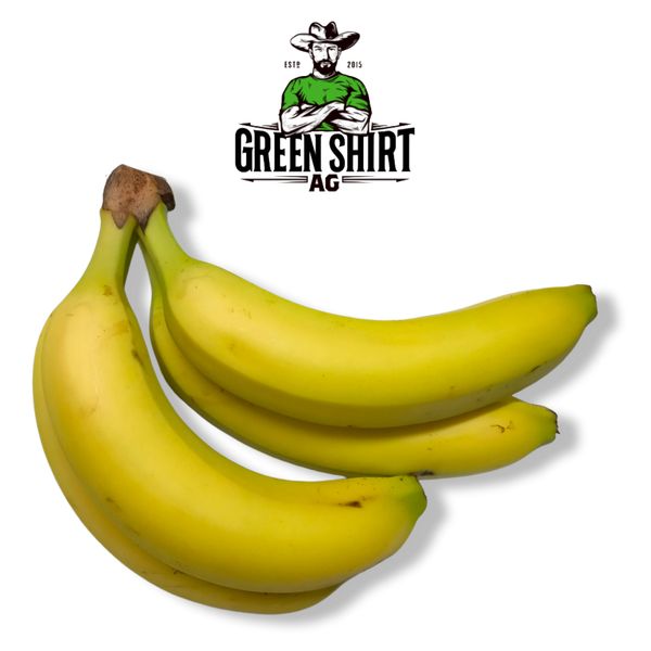 Bananas from United States supplied by Green Shirt Ag - Yellow Fresh Banana