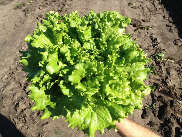 Green Lettuce from United States supplied by DEARDORFF FAMILY FARMS - Red Fresh Lettuce