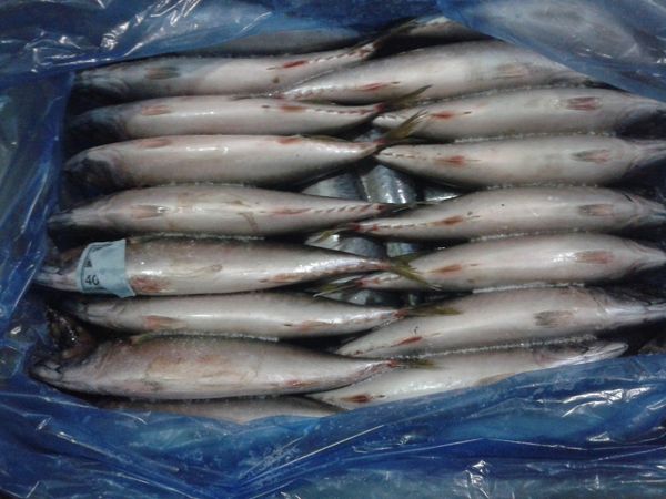 Mackerel from 독일 supplied by F&F Fisch und Feinkost - Whole (=In The Round) 냉동 고등어