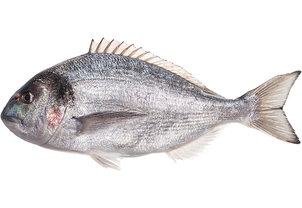 Sea Bream from 튀르키예 supplied by Tumay Balikçilik Gida Dis Tic. San. A.S. - Tumay Seafood Group - Gilt-head Bream (=Sparus aurata) 냉동 도미
