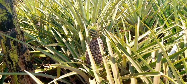 Pineapple from Uganda supplied by Mkulima Exports Uganda Limited - Washed & Packed in Cartons Fresh Pineapple