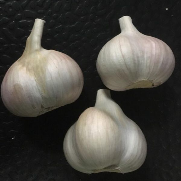 Dry Garlic from 이집트 supplied by E2M Import / Export & Commercial Agencies - Size: 55-60 mm 신선 마늘