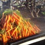 Carrots from Israel supplied by Ben Tzi Farm - Orange Fresh Carrot