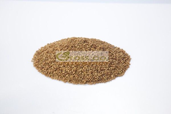 Fenugreek seed from 이집트 supplied by Grass Co. Herbs and Spices - As per customer's request 호로파 씨