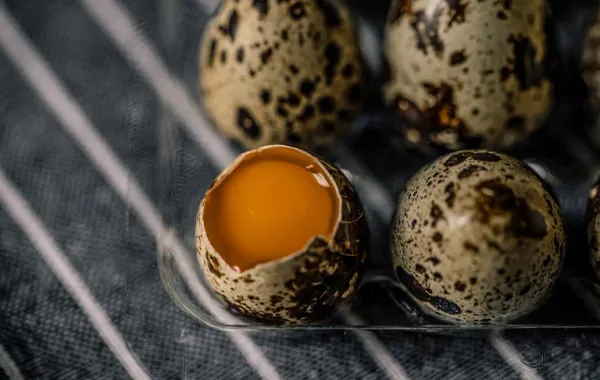 Quail egg from 폴란드 supplied by Jaja Przepiórcze Adam Bartosiewicz - In Shell 메추라기 알