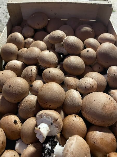 Mushrooms from 프랑스 supplied by FERME DE LA CACHETERIE - Brown 기타 신선 버섯류