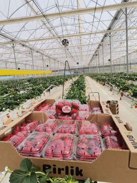Fresh Strawberry from Turkiye supplied by Birlik Ziraat - Red Fresh Strawberry
