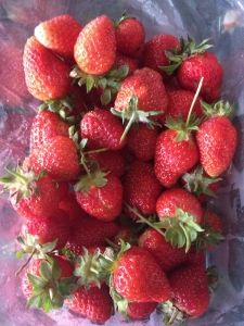 Strawberry from 뉴질랜드 supplied by Fresh 2 You Limited - Red 신선 딸기