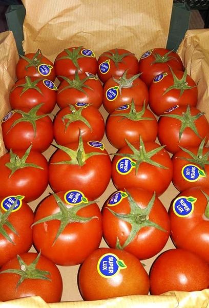 Tomato from 이란 supplied by Safiran Sepehr Paya - 7 (> 57 ≤ 67 mm) 신선 토마토
