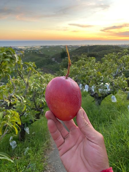 Mango from 대만 supplied by ViGor Corporation - Irwin (=Aiwen) 신선 망고