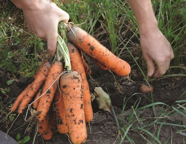 Carrots from 미국 supplied by Vestey Foods Int. - Orange 신선 당근