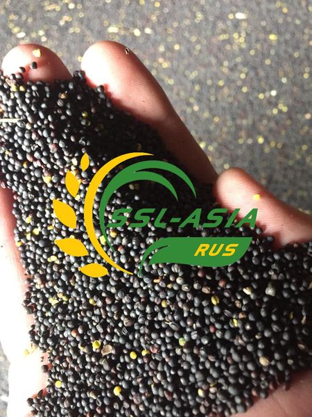Rapeseed seeds from 러시아 supplied by ООО ССЛ-Азия - Trimming 2% 카놀라 씨 및 유채 씨