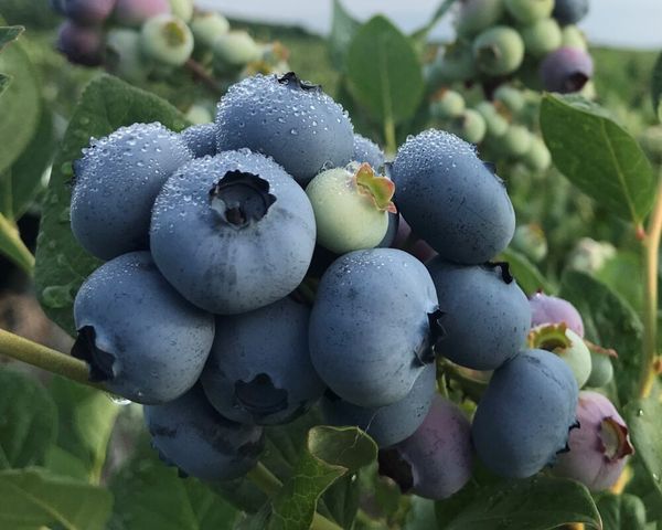 Blueberry from Peru supplied by Ingleby Farms - Whole Fresh Blueberry
