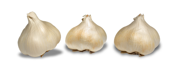 Garlic from 미국 supplied by Peri & Sons Farms Inc - 흰마늘 신선 마늘