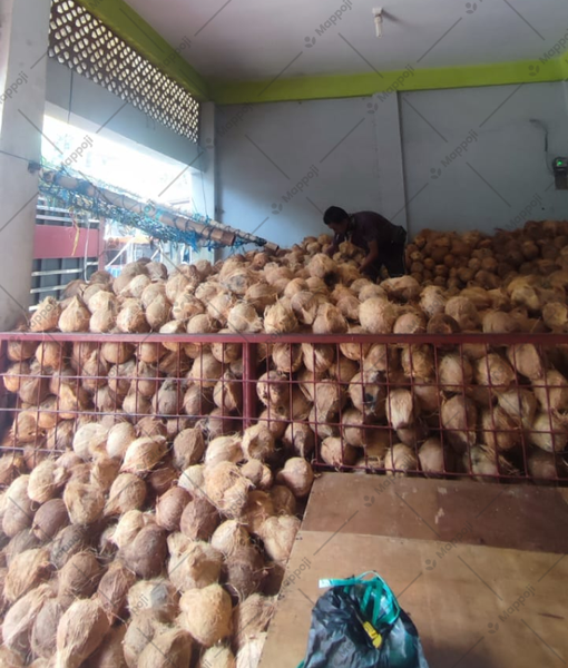 Semi Husked Coconut from 인도네시아 supplied by PT Mappoji Komoditas Indonesia - >1 kg 기타 신선 코코넛