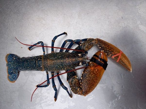 European Lobster live from France supplied by Viviers de Porsguen - Polystyrene Box (6kg) (=Styrofoam Box) Fresh Common Lobster