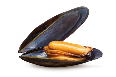 Fresh Organic Mussel from Ireland supplied by Blackshell Farm Ltd - Live Fresh Mussel