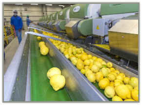 Lemon Oil from 남아프리카공화국 supplied by Venco Fruit Processors (Pty) - Cold Pressed 레몬 오일