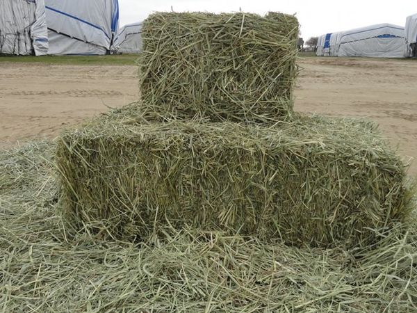 Hay from 미국 supplied by BORDER VALLEY TRADING - As per customer's request 건초