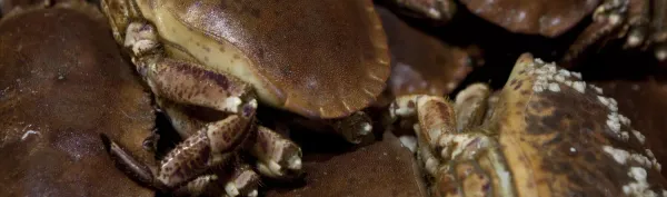 Crab from United Kingdom supplied by Selsea Fish & Lobster Co. Ltd. - Fresh (=Chilled=Raw) Fresh Crab