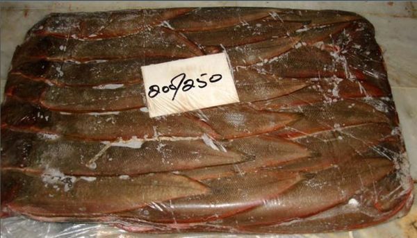 Frozen Sole from 파키스탄 supplied by Coastal Seafoods - IWP (Individually Wrapped Portions) 냉동 솔피쉬