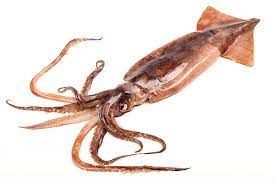 Squid from United States supplied by BASIC FOOD INTERNATIONAL INC - Whole Frozen Squid