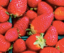 Strawberries from Chile supplied by Exportadora Copramar LTDA - Conventional Fresh Strawberry
