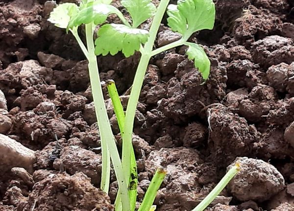 Celery from 스페인 supplied by Actiture - Green 신선 셀러리