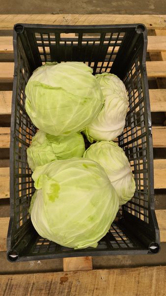 Green Cabbage from Mexico supplied by Premium Fresh Growers, LLC - Green Fresh Cabbage