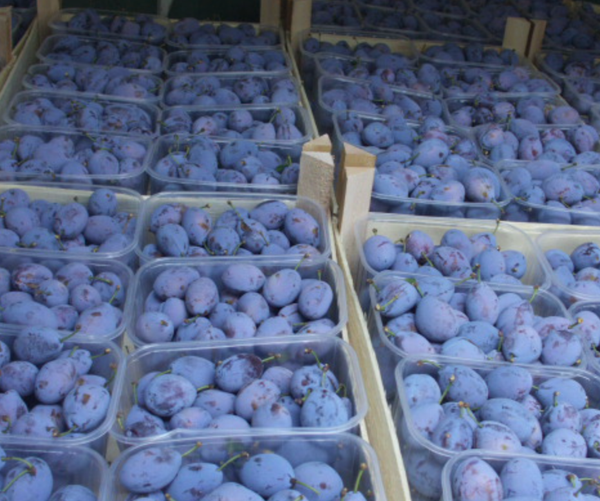 Fresh Blueberries from 보스니아-헤르체고비나 supplied by Agricultural Cooperative Late p.o. - Conventional 신선 블루베리