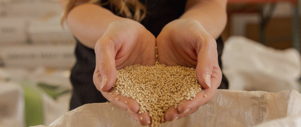 millet from United States supplied by Golden Prairie Inc. - Yellow Millet