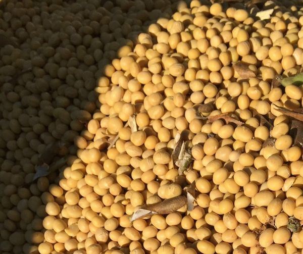 Soybean from 캐나다 supplied by Semences Prograin Inc. - Golden Yellow 대두