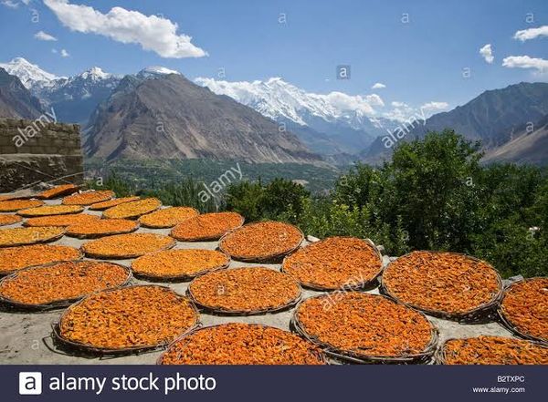 Plum & Apricot from Pakistan supplied by AARUN Enterprises (Private) Limited - 1C Prune
