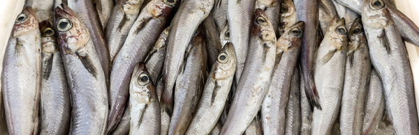 Blue Whiting from United Kingdom supplied by Denholm Seafoods Ltd - 20-30 cm Frozen Blue Whiting