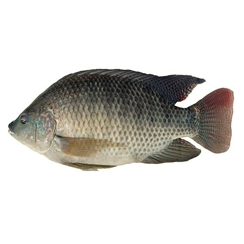 Frozen Whole Tilapia from 노르웨이 supplied by SLETTEN NORGE AS - With Bone 냉동 틸라피아